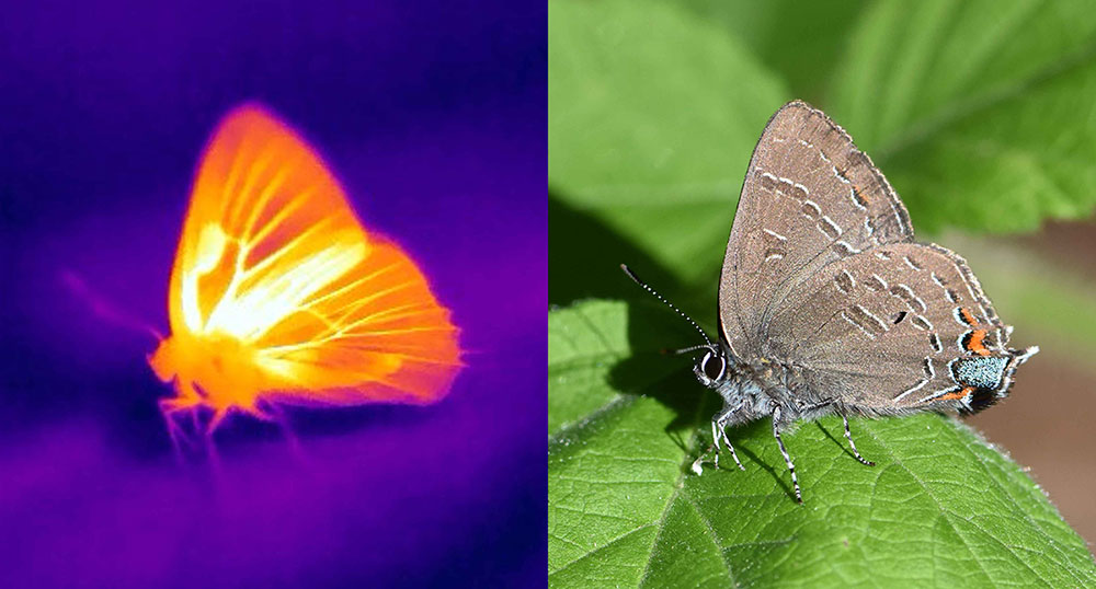 Butterflies Thermal-camera-and-visible-photos-of-a-hickory-hairstreak-.jpg