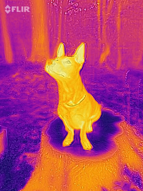 FLIR ONE Pro Thermal Dog