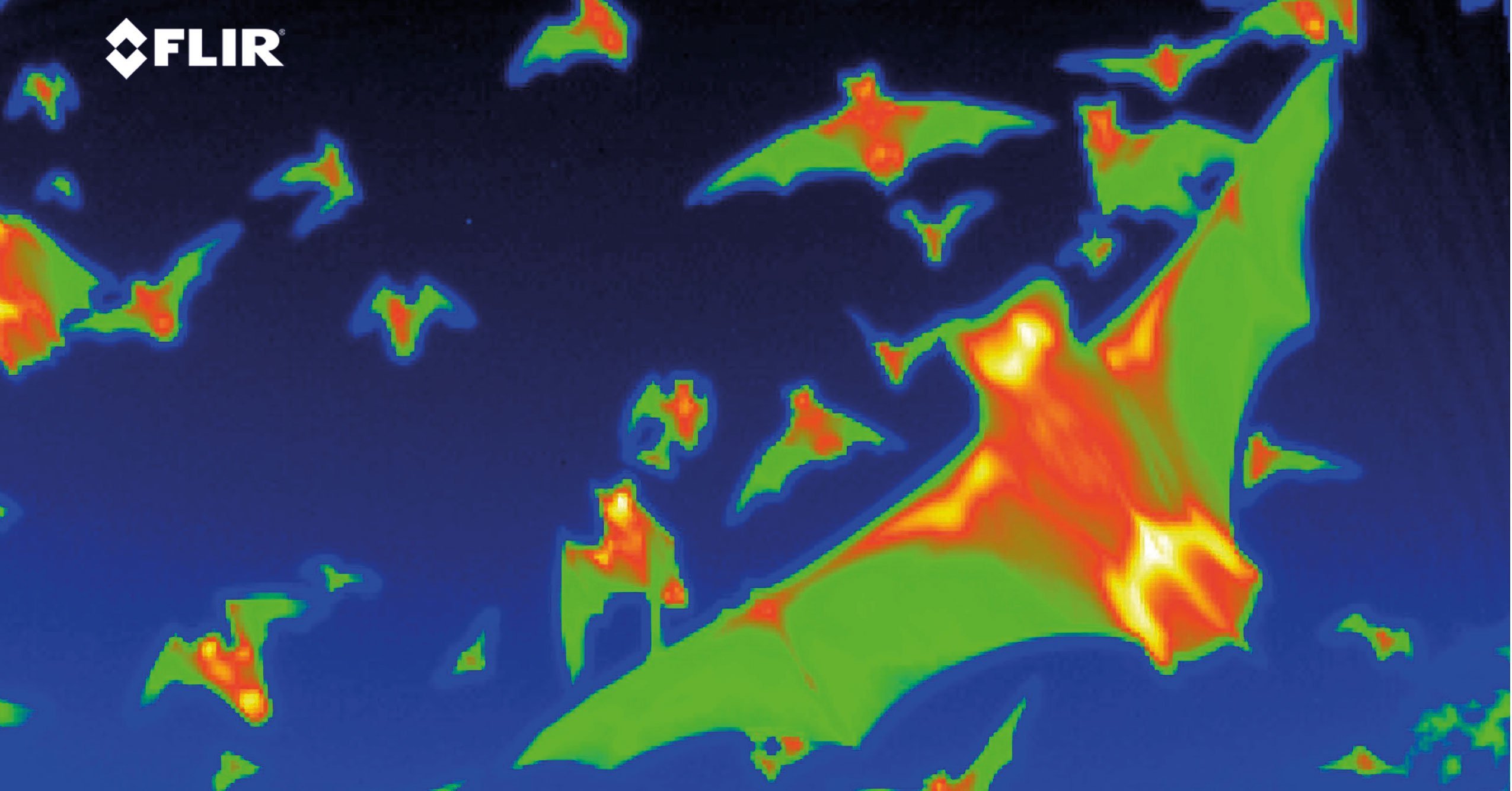 thermal-image-of-bats0.jpg